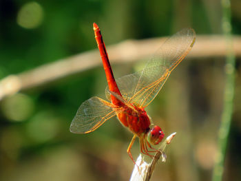 Close-up of dragonfly on flower