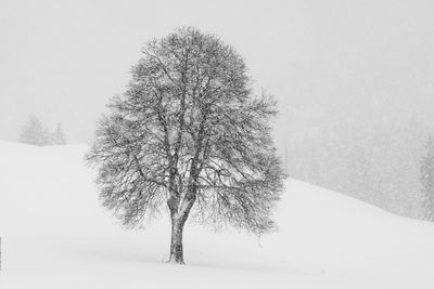 Tree in snow covered landscape against clear sky