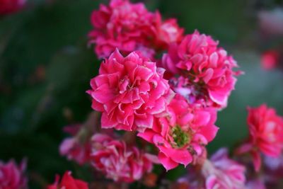 Close-up of pink flower