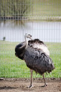 Great wall of a bird