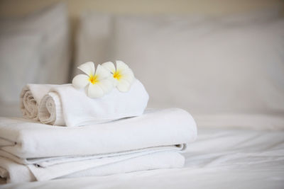 Close-up of white rose on bed