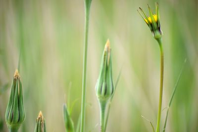 Close-up of plants growing on field