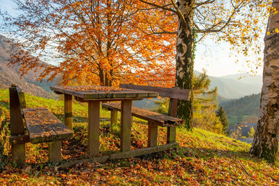 Trees in park during autumn