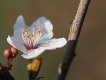 Close-up of white flowering plant