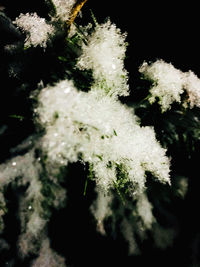 High angle view of snow on plant during winter