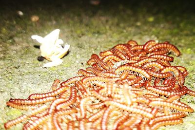 Close-up of crab on grass