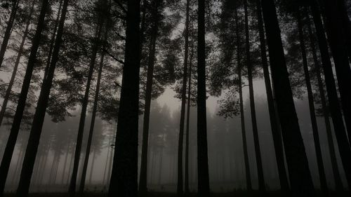 Low angle view of bamboo trees in forest