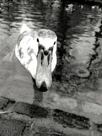 Close-up of swan in water