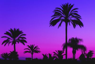 Silhouette palm trees against blue sky at sunset