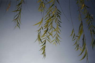 Low angle view of tree branch against sky
