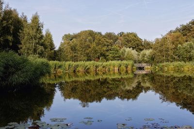 Reflection of trees in lake