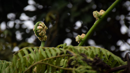 Close-up of green butterfly on plant