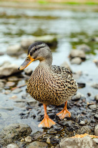 Close-up of mallard duck on rock by lake