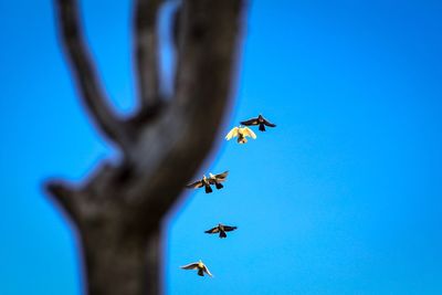 Low angle view of birds flying against blue sky