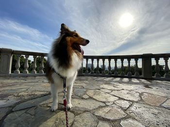 Dog standing on railing against sky