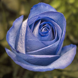 Close-up of purple rose