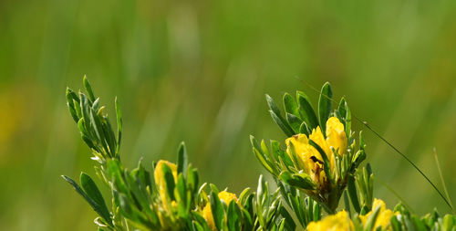 Close up of yellow flower