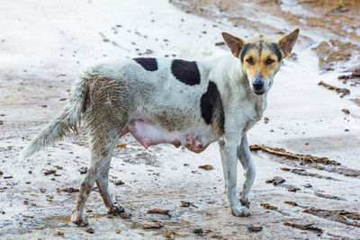 Portrait of dog standing on field