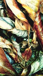 Full frame shot of leaves