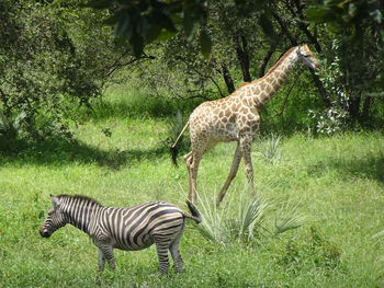 Giraffe standing in a field