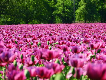 Close-up of pink flowers growing on field