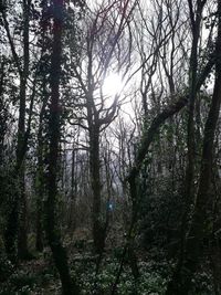 Low angle view of trees against sky