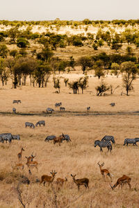 Flock of sheep on landscape against sky