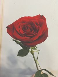 Close-up of red rose