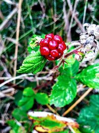 Close-up of red berries on field