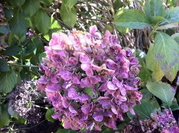 Close-up of hydrangea blooming outdoors