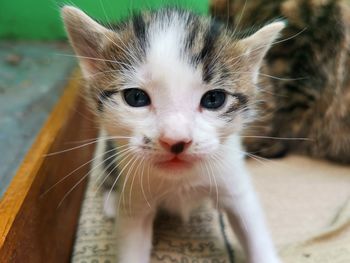 Close-up portrait of kitten