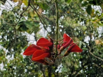 Close-up of red flower