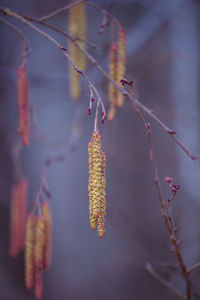 A beautiful birch tree flowers in early spring.