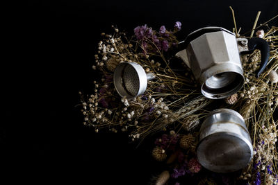 High angle view of flowering plant against black background