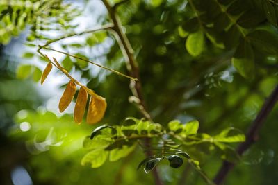 Close-up of leaves on tree branch