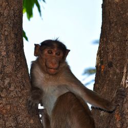 Low angle view of monkey on tree trunk