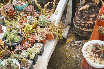 High angle view of potted plants