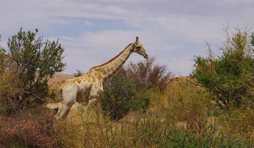 Giraffes in the haweqwa nature reserve south africa