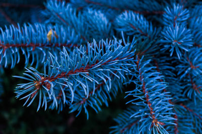 Close-up of pine tree during winter