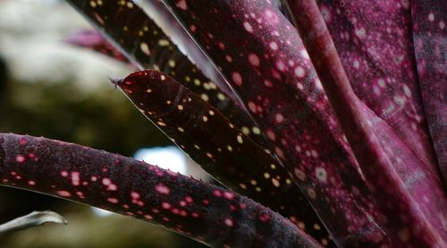 Close-up of water lily