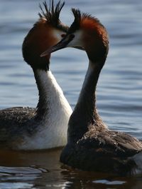 Close-up of duck swimming in lake