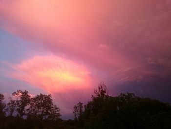 Low angle view of trees against sky at sunset