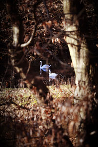 Bird perching on a tree