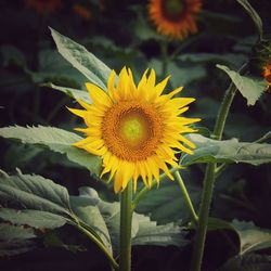 Close-up of yellow sunflower