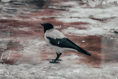 Bird perching on snow