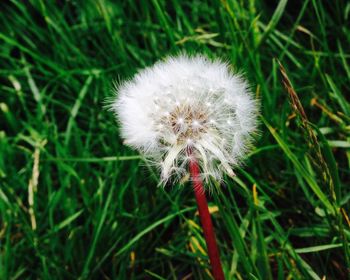 Close-up of dandelion flowers