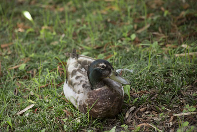 Mallard drake anas platyrhynchos relaxing