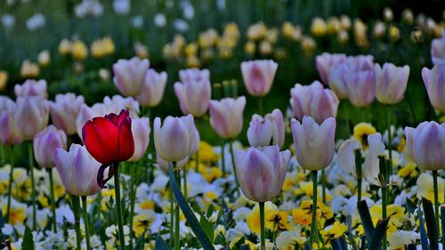 Tulips blooming on field