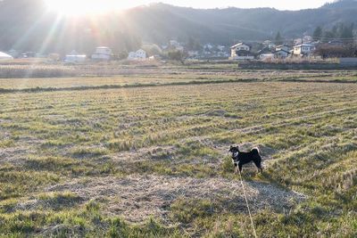 View of dog on field