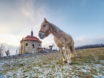 Farm meadow for horses at village church or chapel. end of civilization